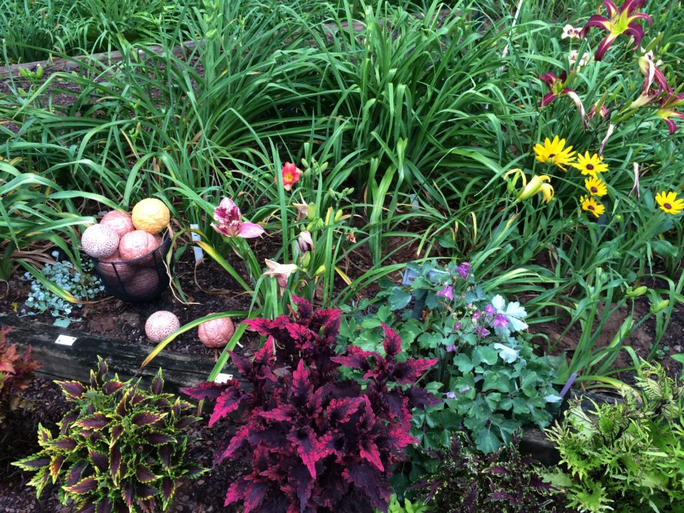 Companion plants at the Simonton Bridge Daylily Farm