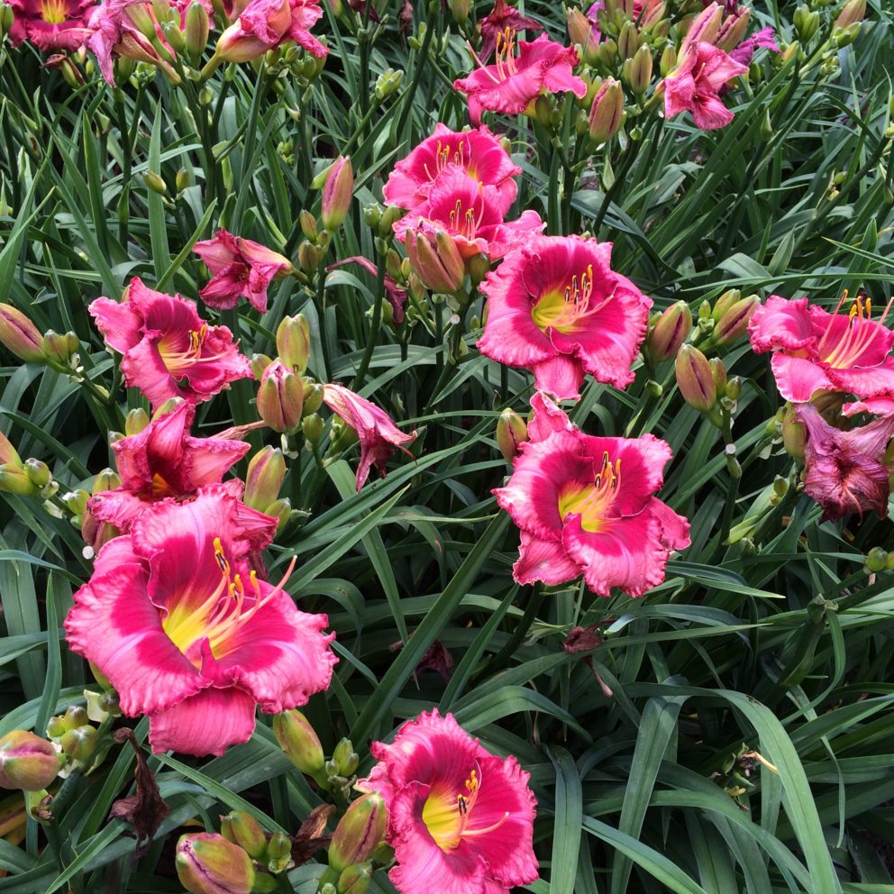 Simonton Bridge Daylily Farm