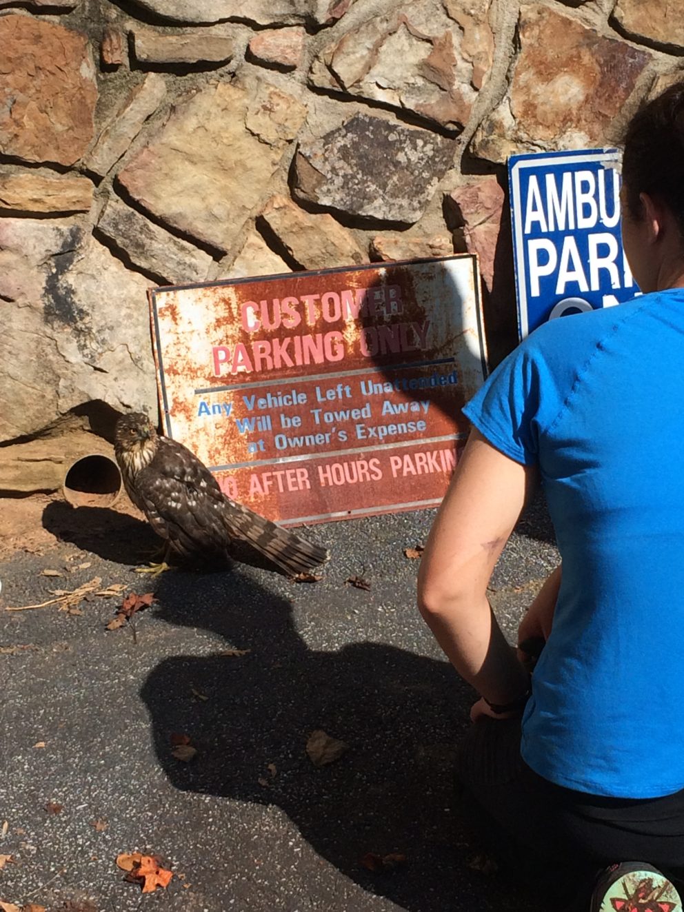 Injured hawk at the Simonton Bridge Daylily Farm