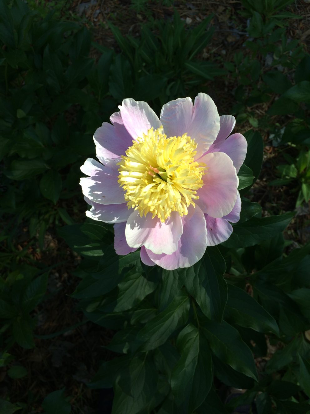 Companion plants at the Simonton Bridge Daylily Farm