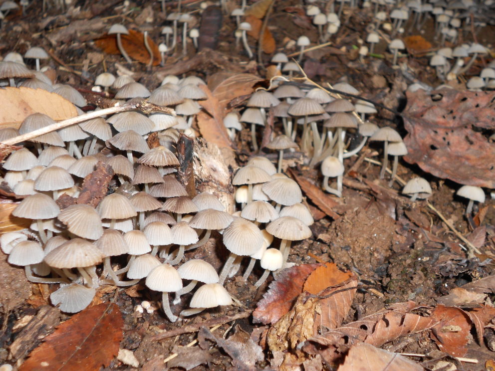 Fungi at the Simonton Bridge Daylily Farm