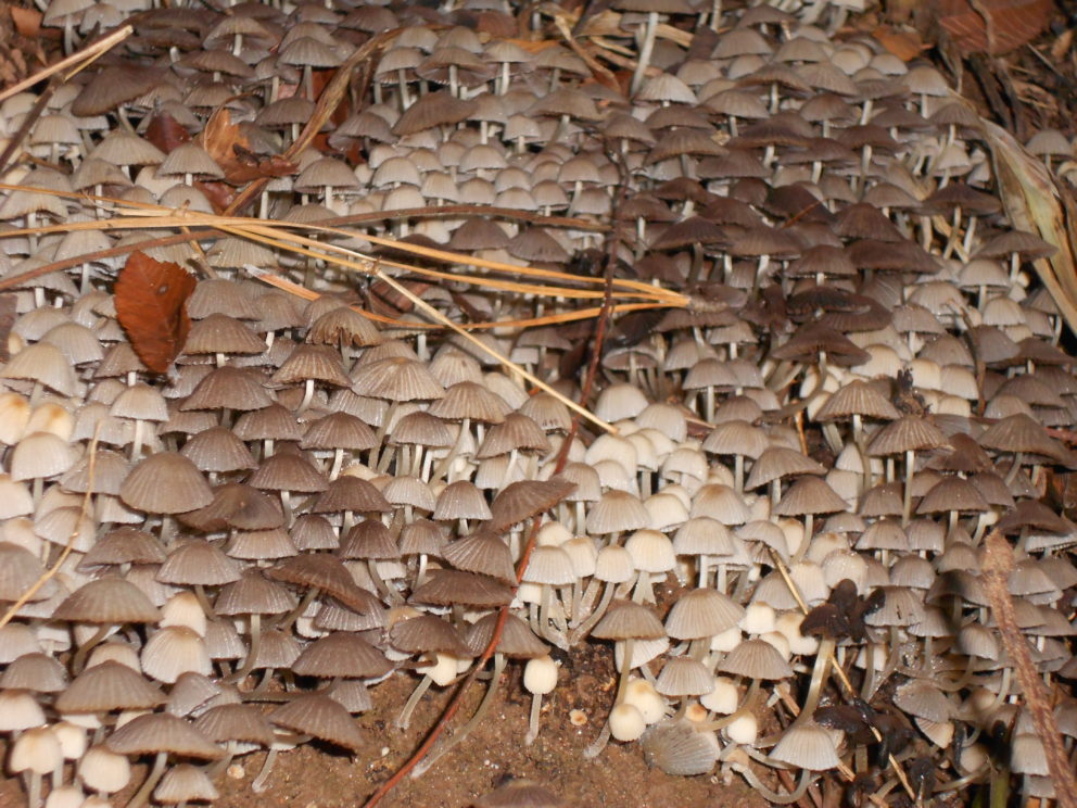 Fungi at the Simonton Bridge Daylily Farm