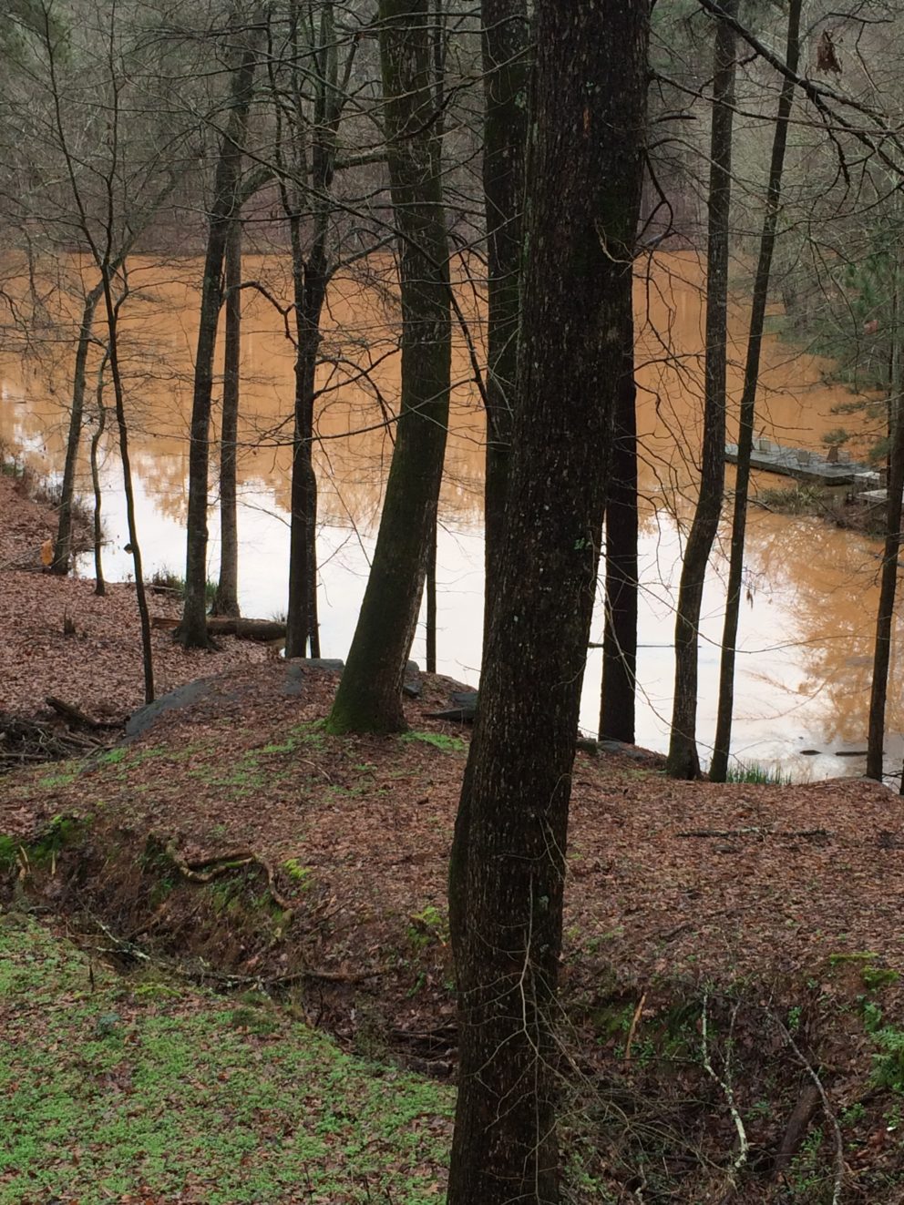 Garden flooding at the Simonton Bridge Daylily Farm