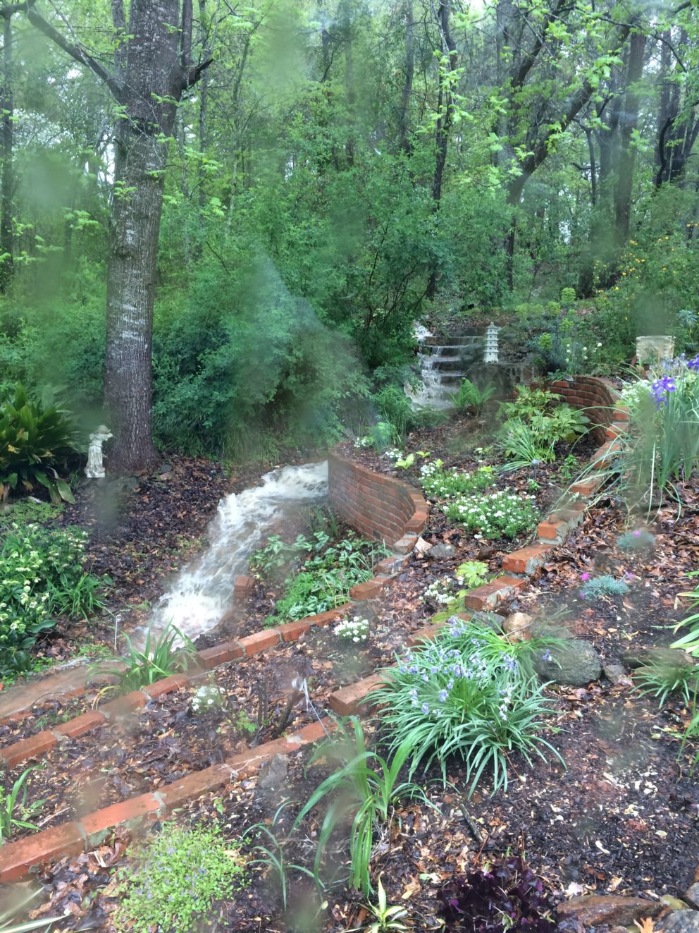 Garden flooding at the Simonton Bridge Daylily Farm