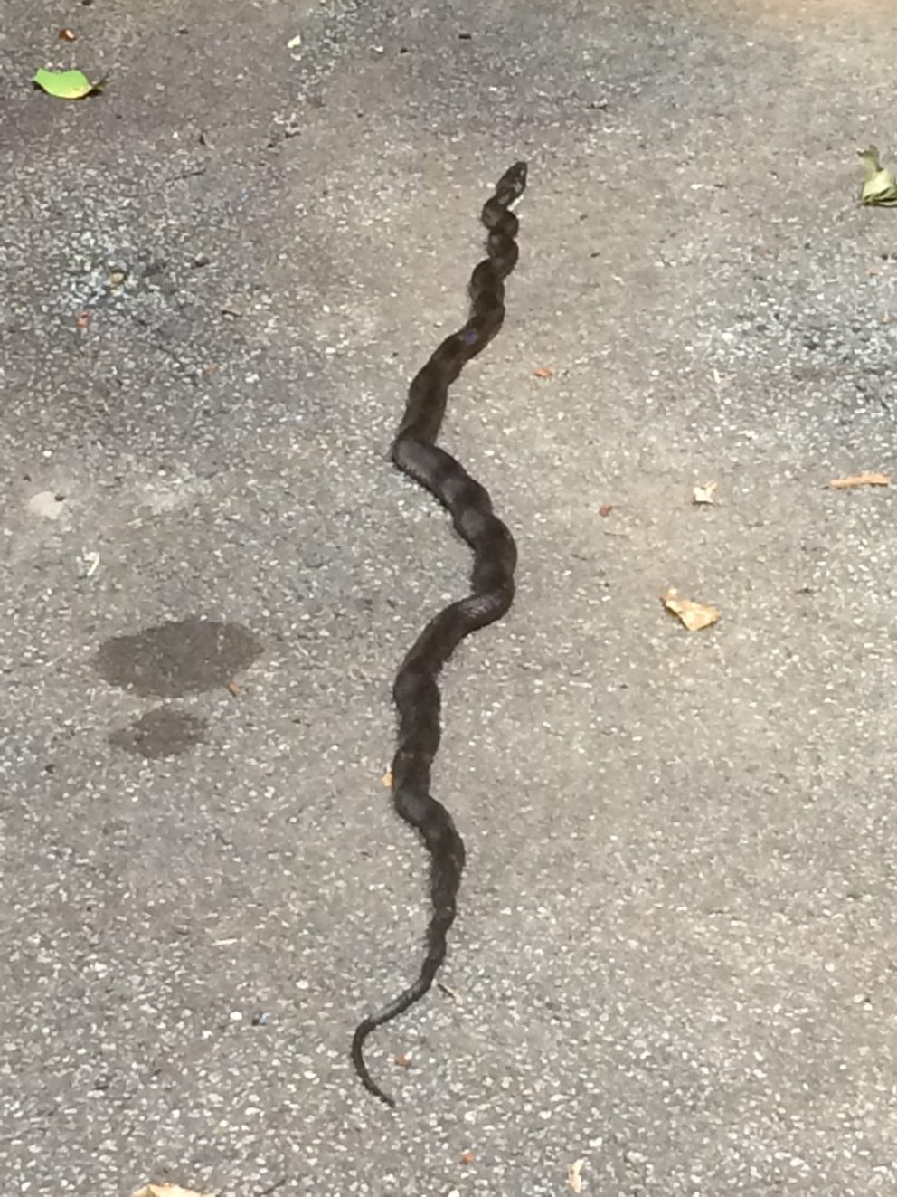 Snake at the Simonton Bridge Daylily Farm