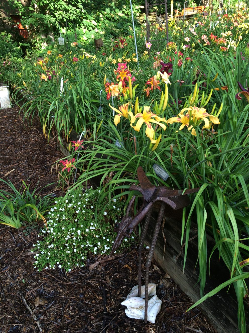 Simonton Bridge Daylily Farm