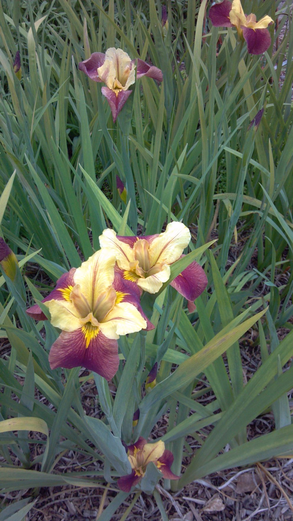 Companion plants at the Simonton Bridge Daylily Farm