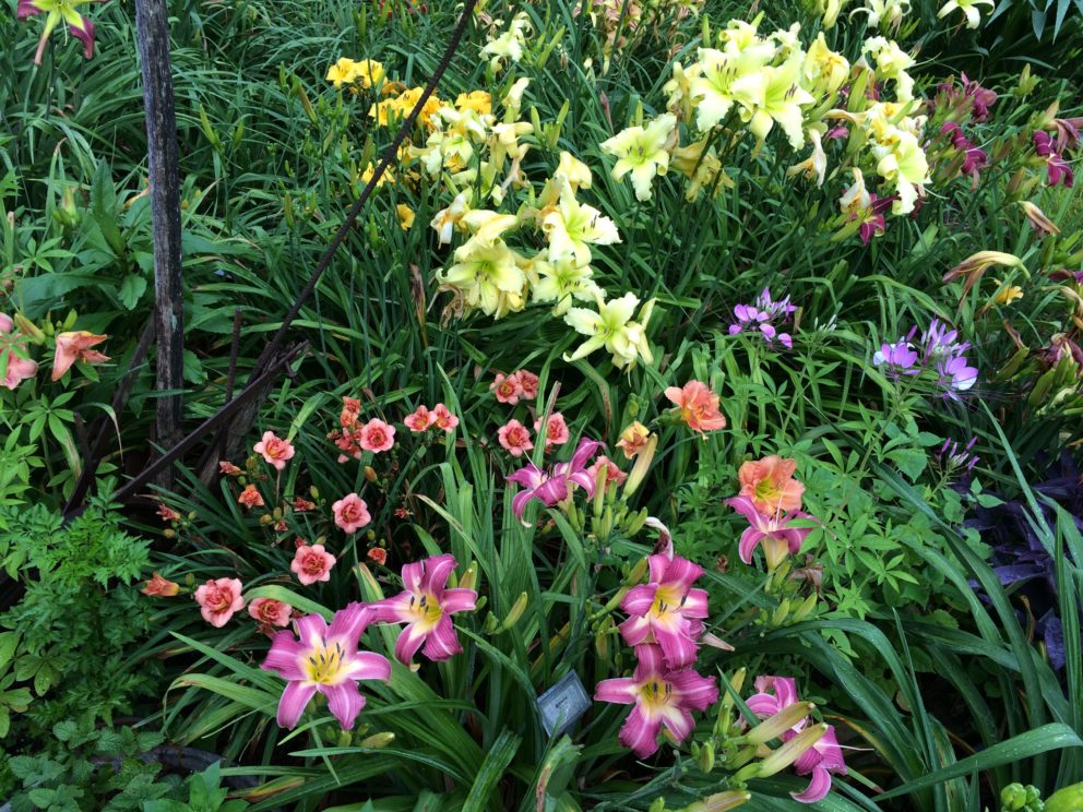 Simonton Bridge Daylily Farm