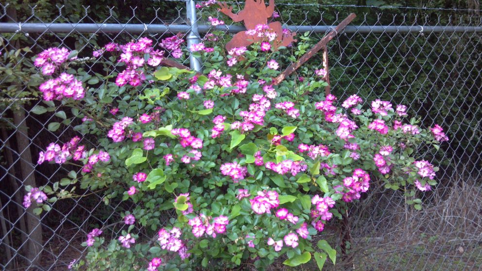 Companion plants at the Simonton Bridge Daylily Farm