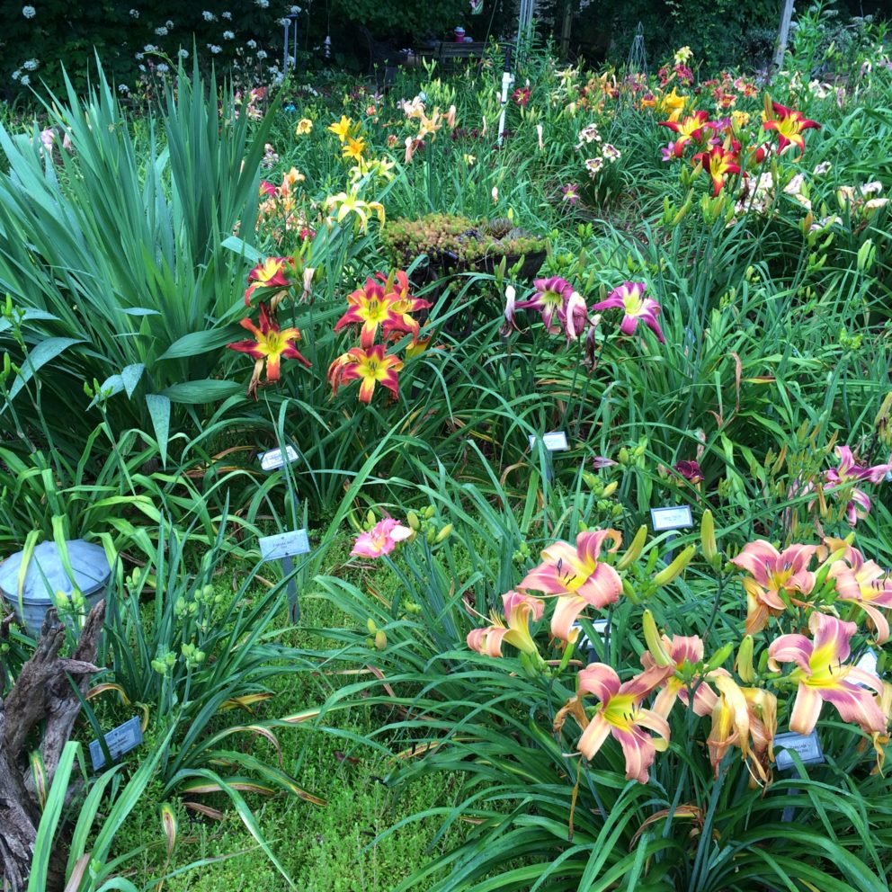 Simonton Bridge Daylily Farm