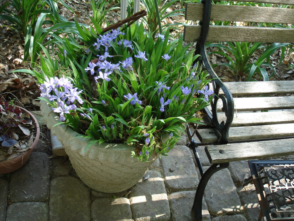 Companion plants at the Simonton Bridge Daylily Farm