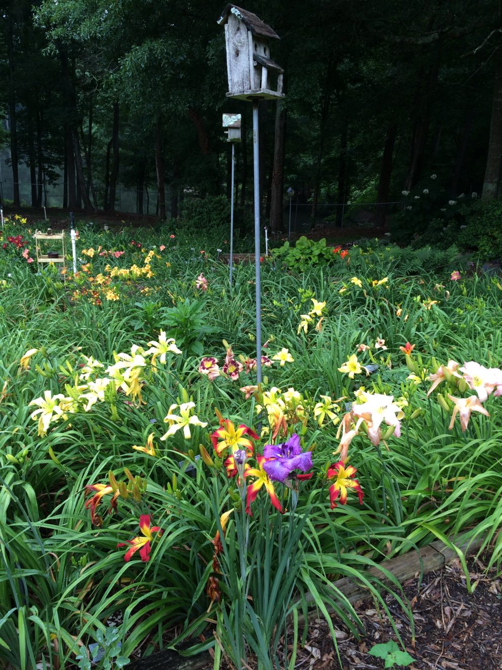 Simonton Bridge Daylily Farm