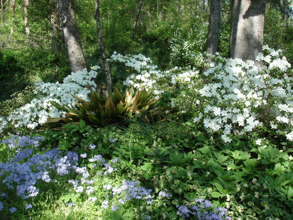 Companion plants at the Simonton Bridge Daylily Farm