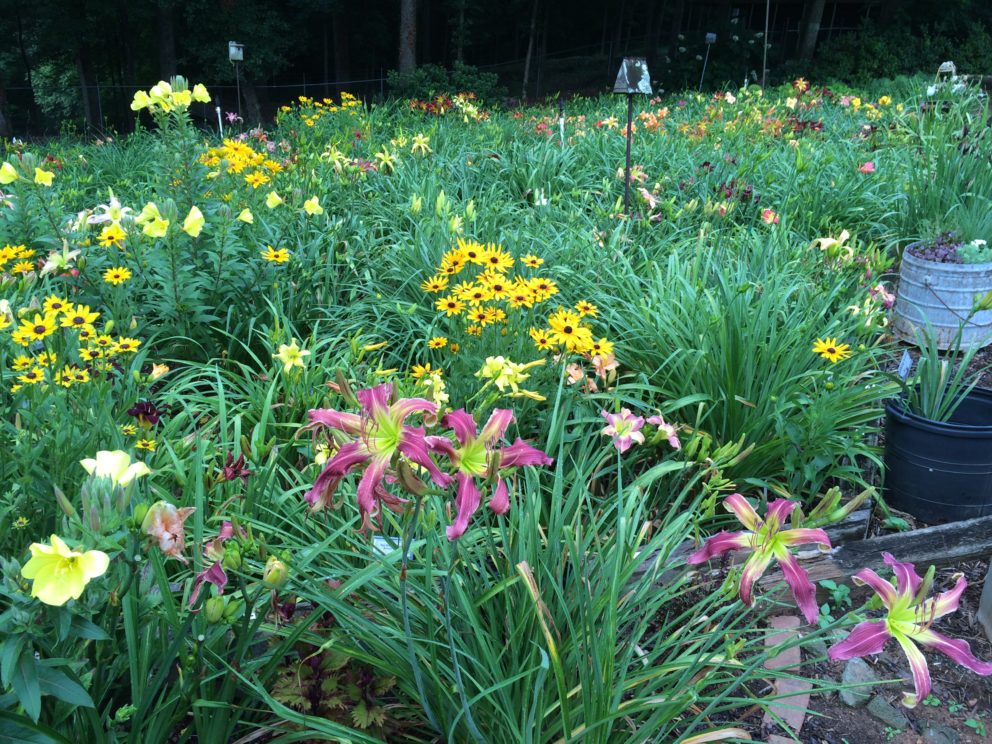 Simonton Bridge Daylily Farm