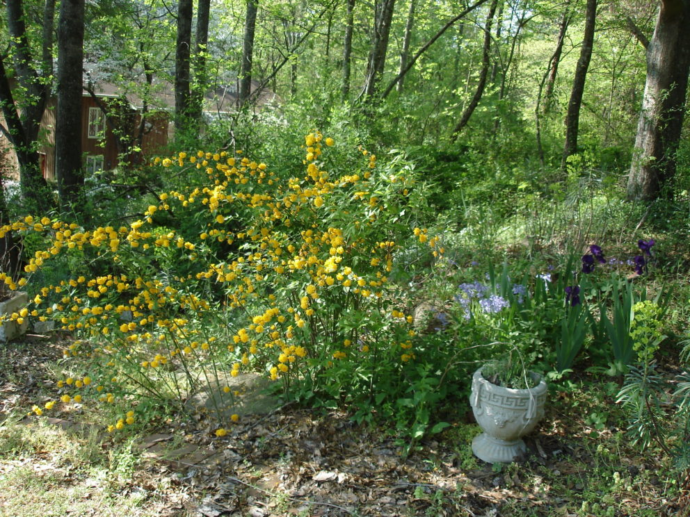 Companion plants at the Simonton Bridge Daylily Farm