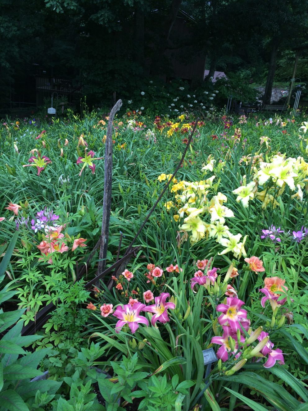 Simonton Bridge Daylily Farm