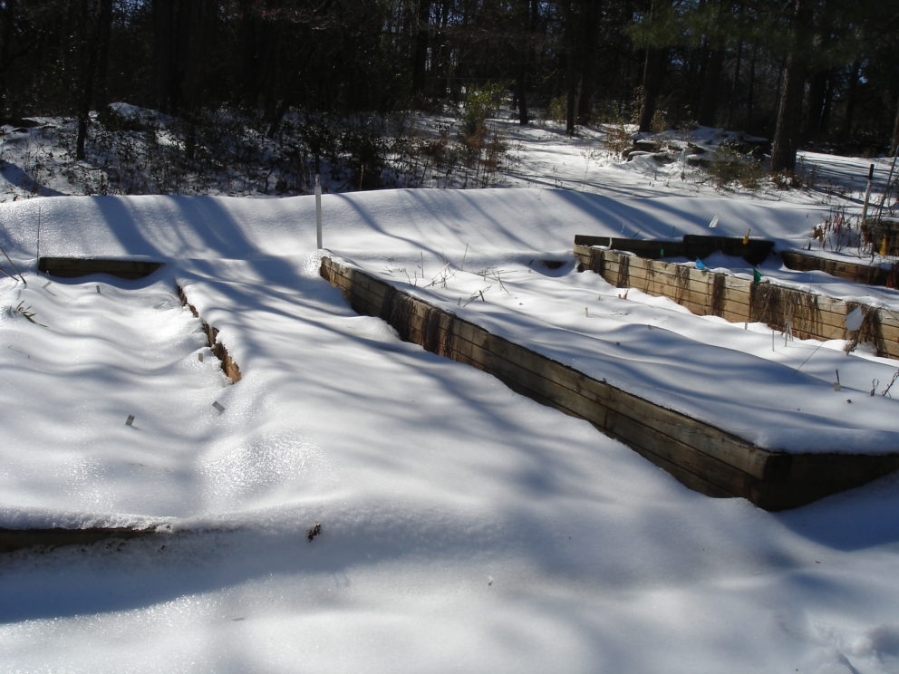 Winter at the Simonton Bridge Daylily Farm