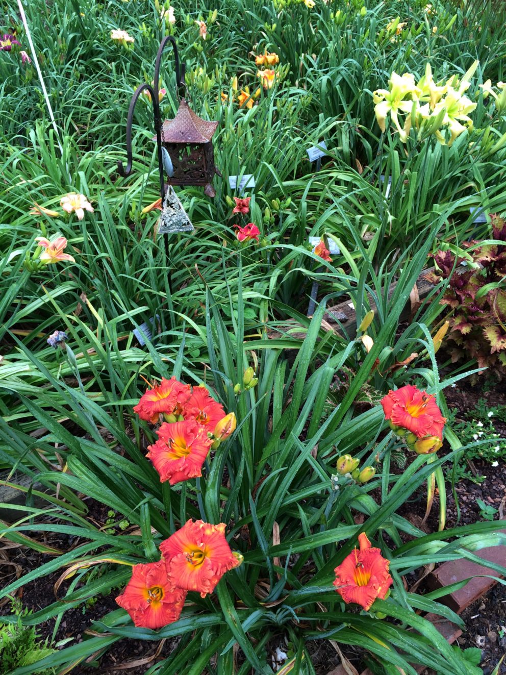 Simonton Bridge Daylily Farm