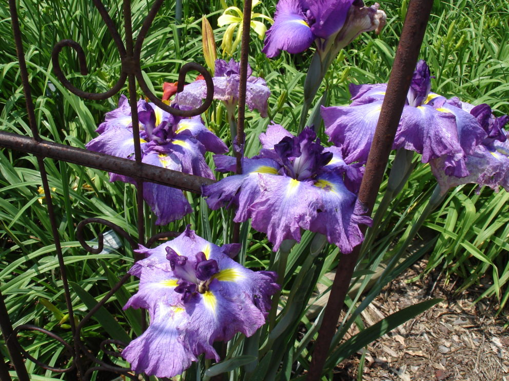 Companion plants at the Simonton Bridge Daylily Farm