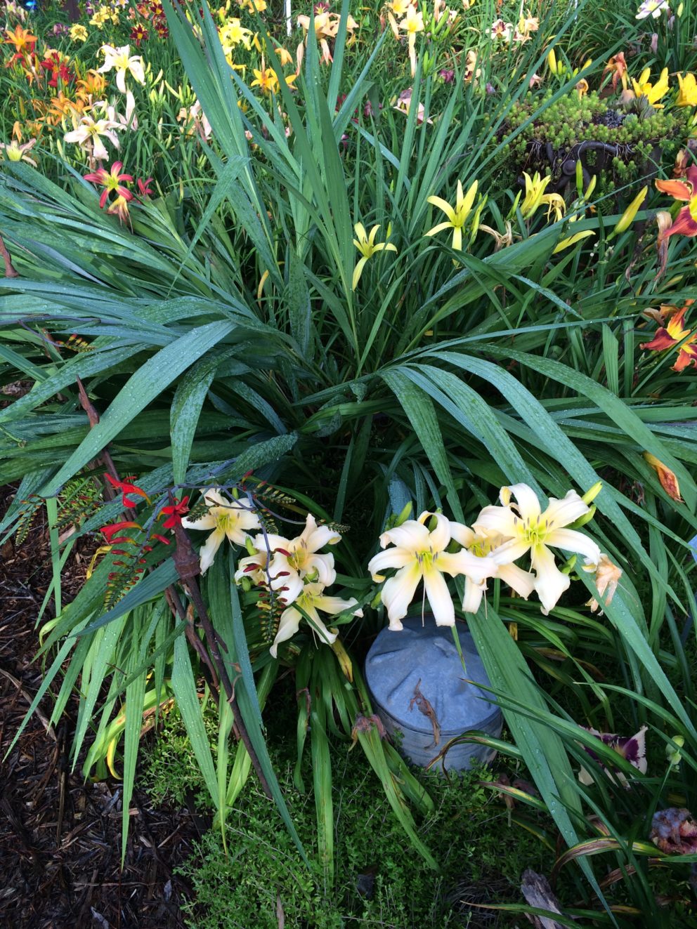 Companion plants at the Simonton Bridge Daylily Farm