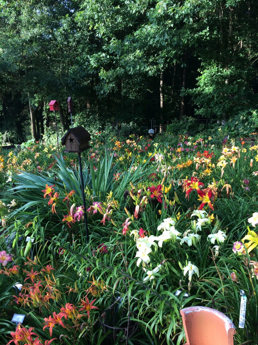 Simonton Bridge Daylily Farm