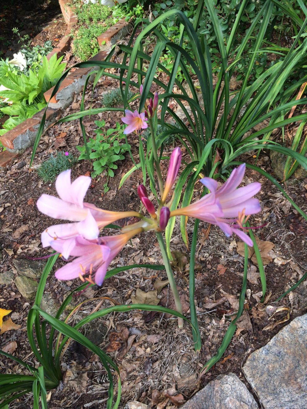 Companion plants at the Simonton Bridge Daylily Farm