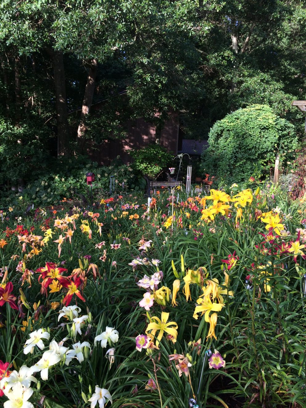 Simonton Bridge Daylily Farm