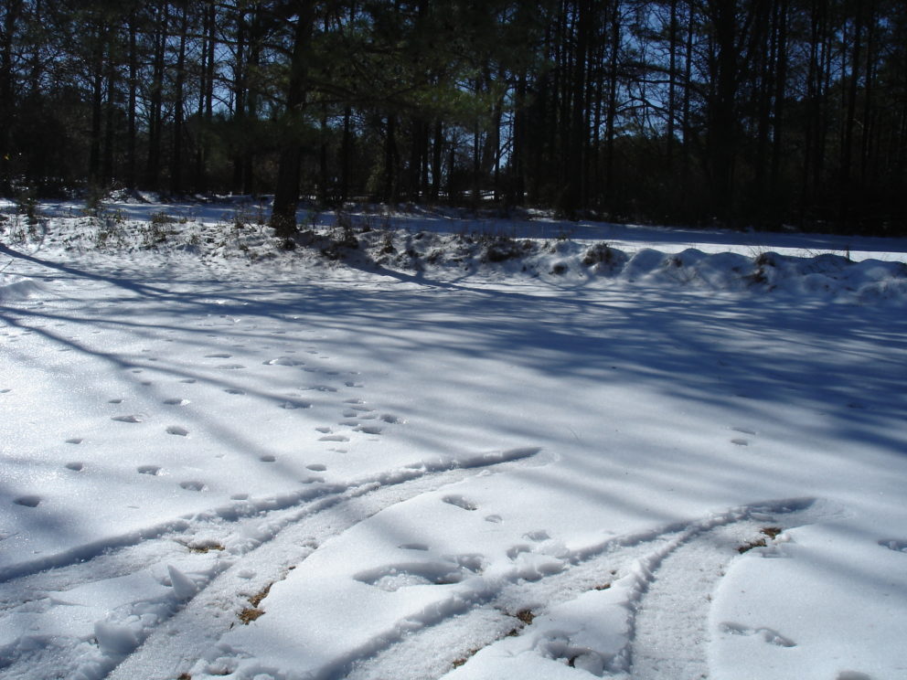 Winter at the Simonton Bridge Daylily Farm