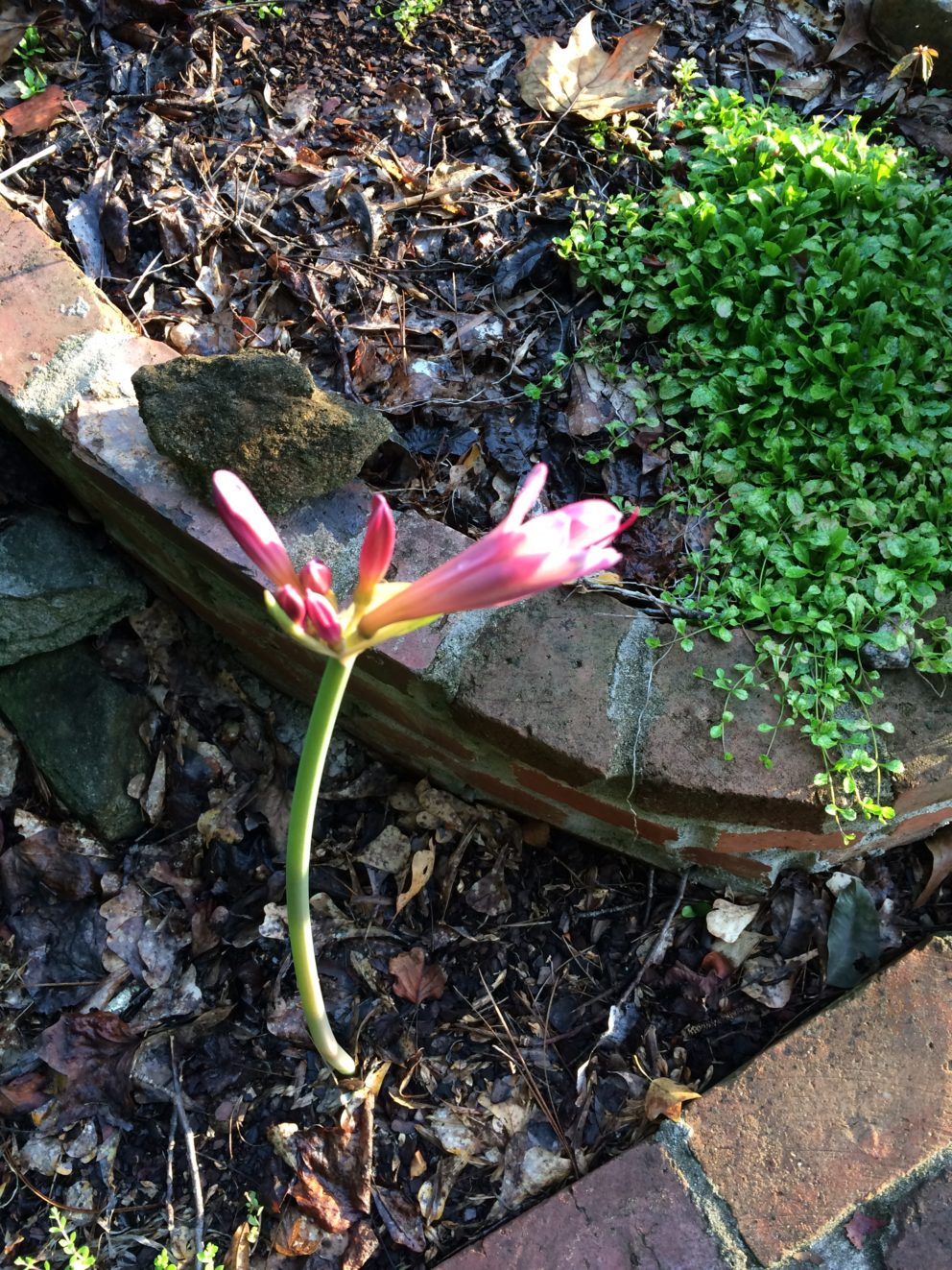 Companion plants at the Simonton Bridge Daylily Farm