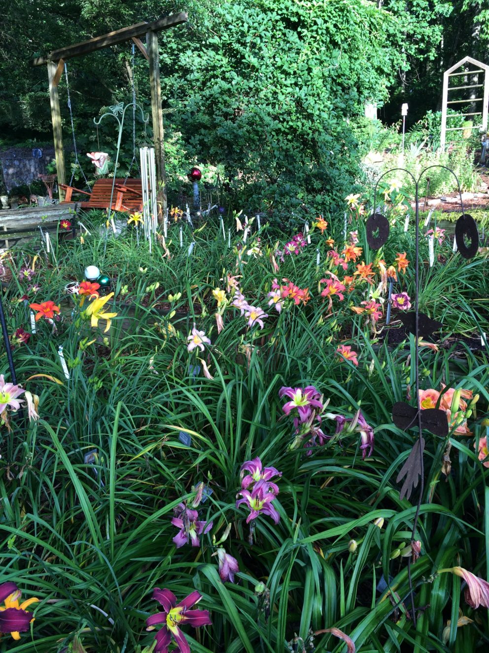 Simonton Bridge Daylily Farm