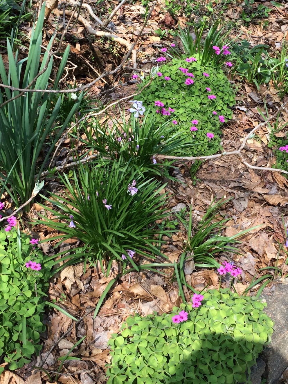 Companion plants at the Simonton Bridge Daylily Farm