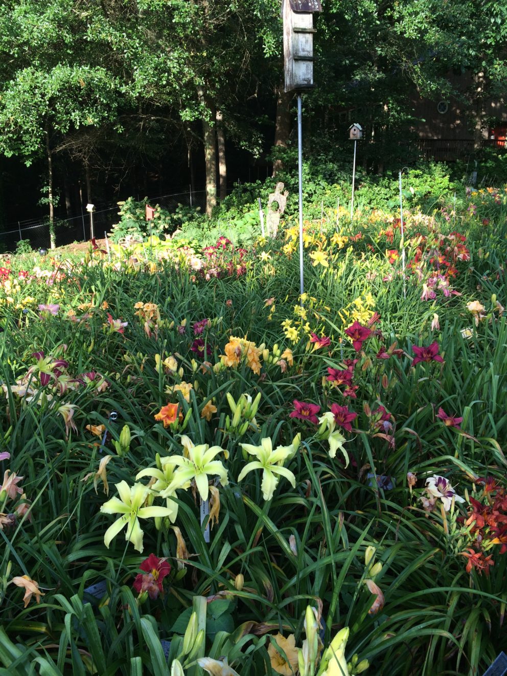 Simonton Bridge Daylily Farm