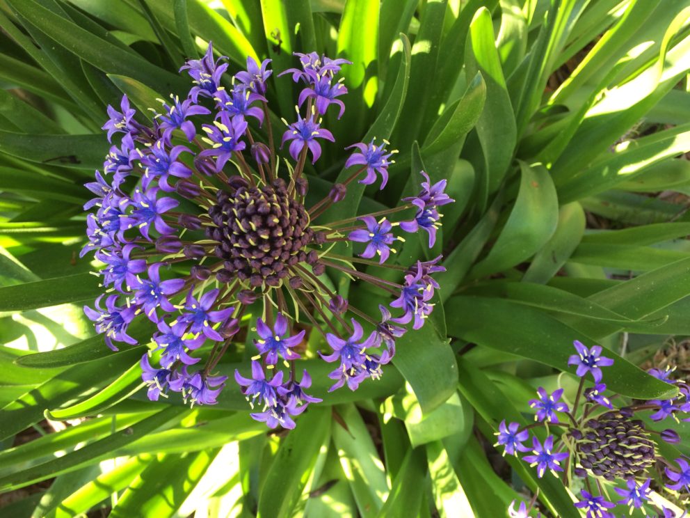 Companion plants at the Simonton Bridge Daylily Farm