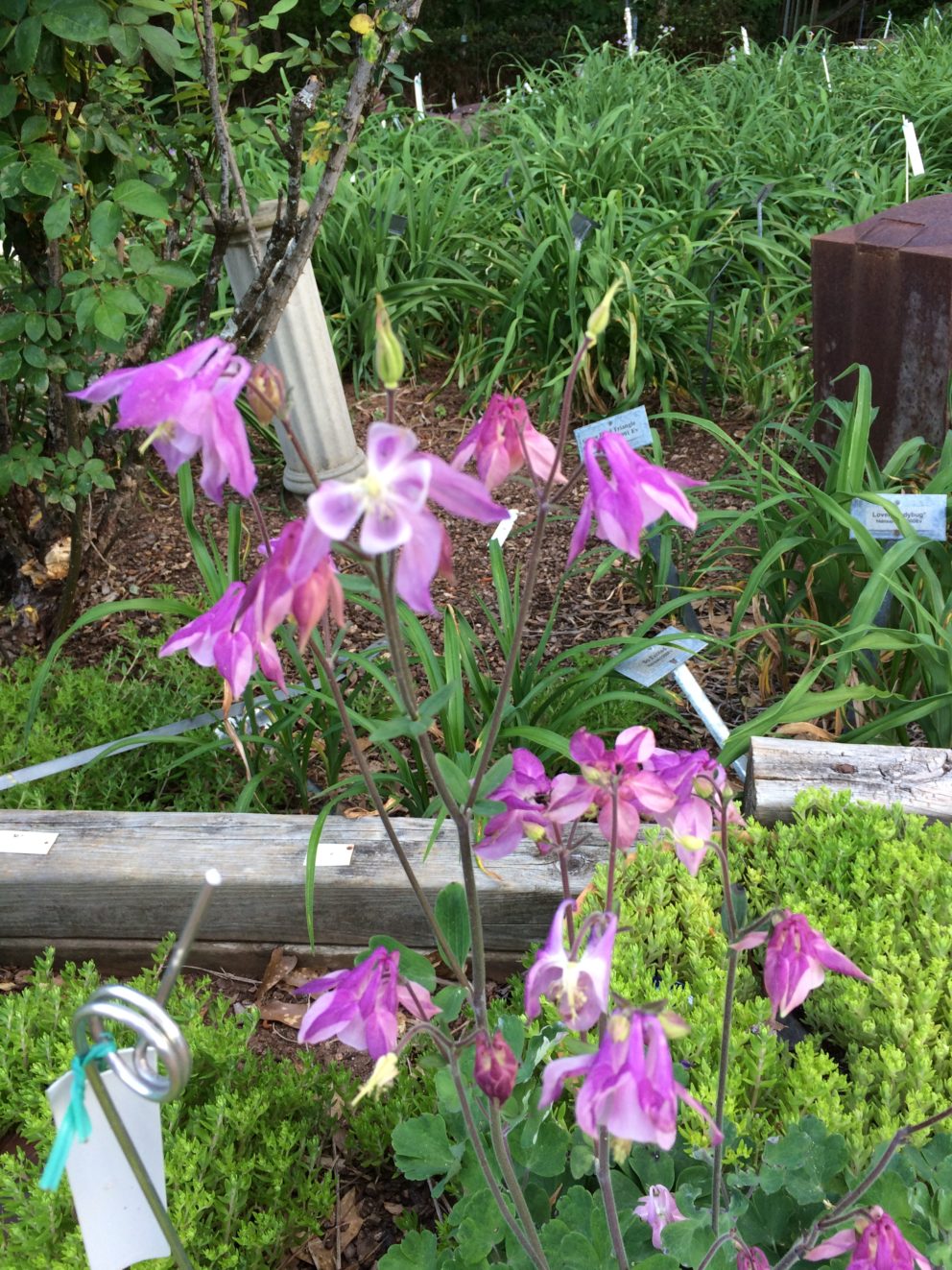 Companion plants at the Simonton Bridge Daylily Farm