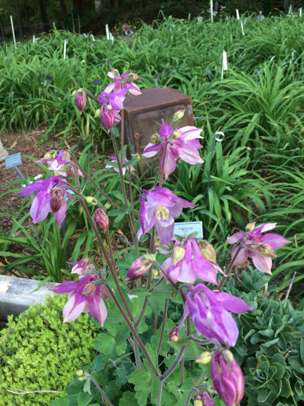 Companion plants at the Simonton Bridge Daylily Farm