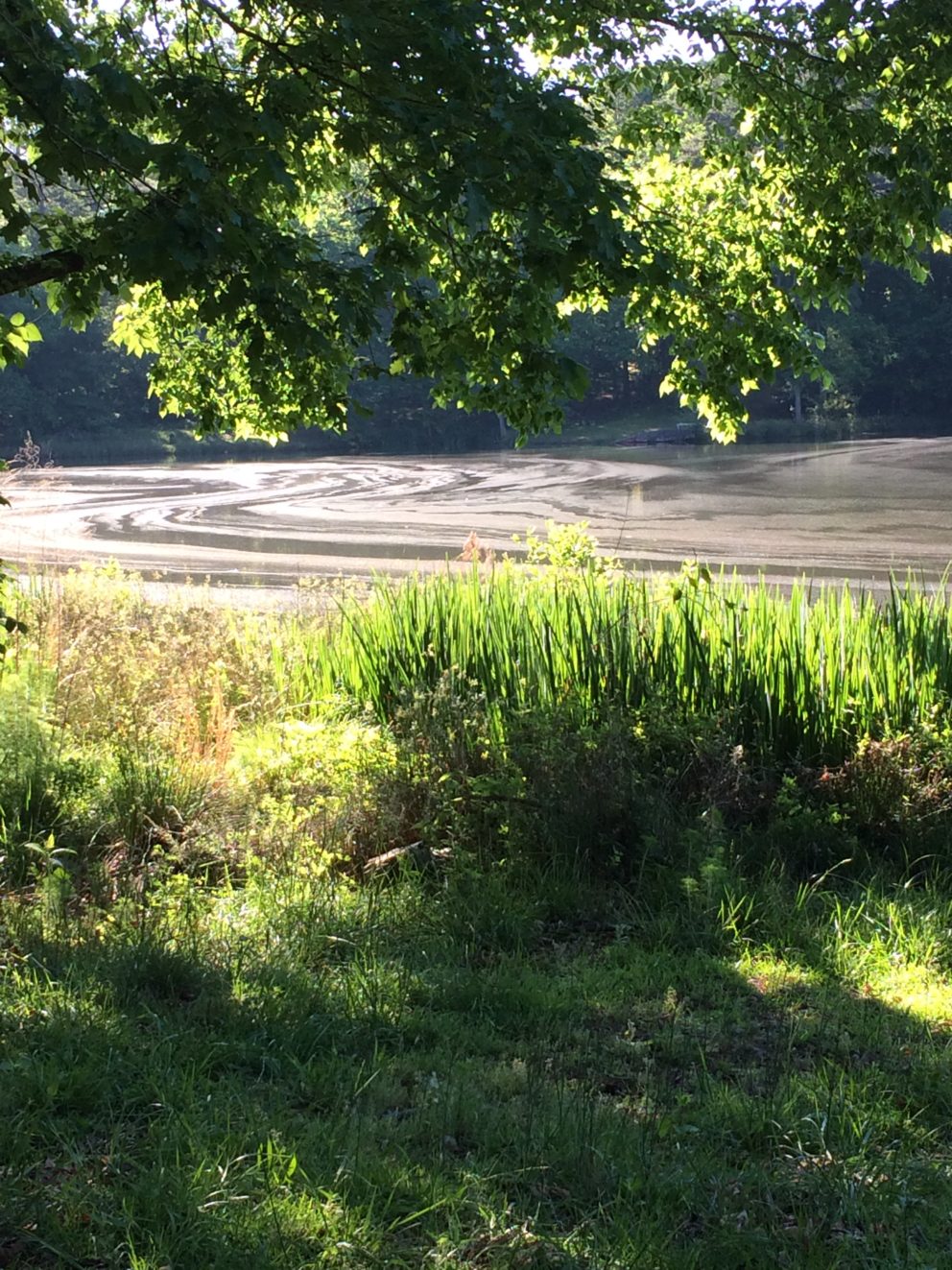 Simonton Bridge Daylily Farm