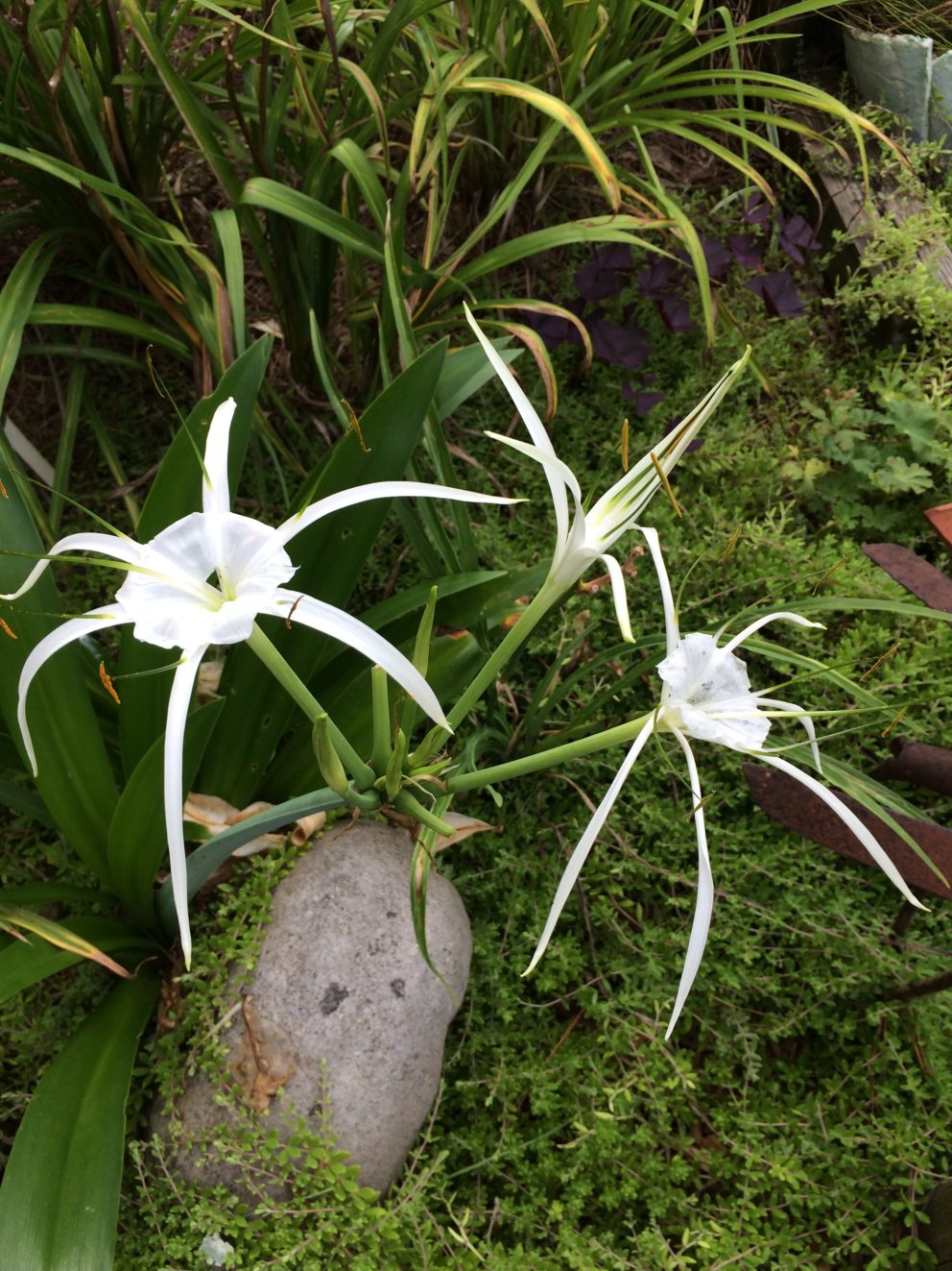 Companion plants at the Simonton Bridge Daylily Farm