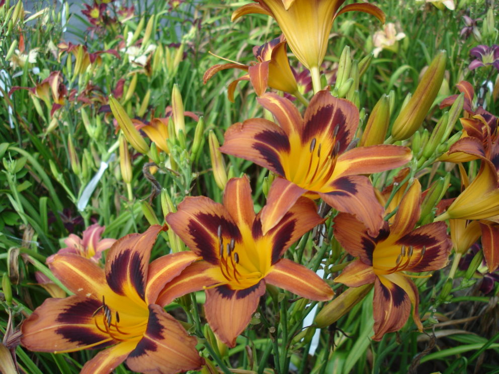 Simonton Bridge Daylily Farm