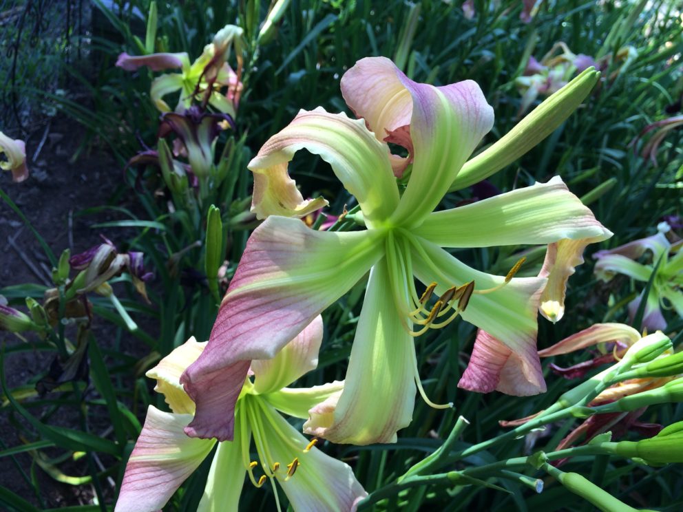 Simonton Bridge Daylily Farm