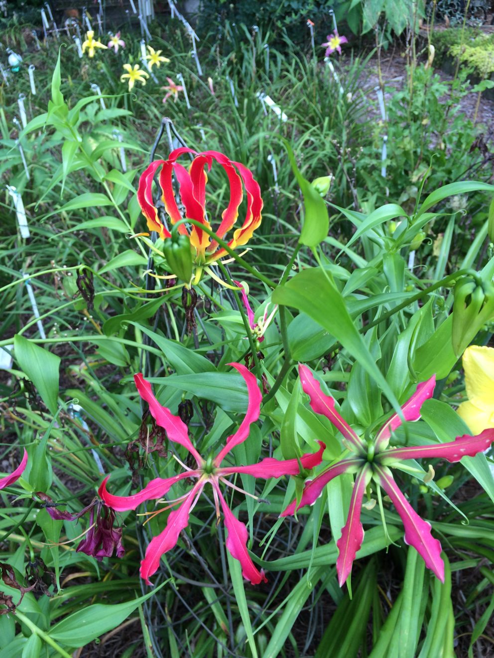 Companion plants at the Simonton Bridge Daylily Farm