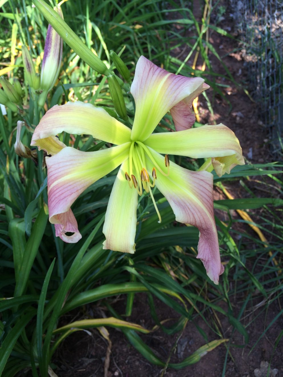 Simonton Bridge Daylily Farm