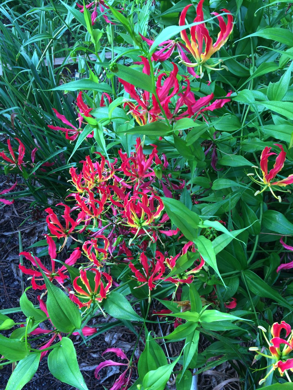 Companion plants at the Simonton Bridge Daylily Farm