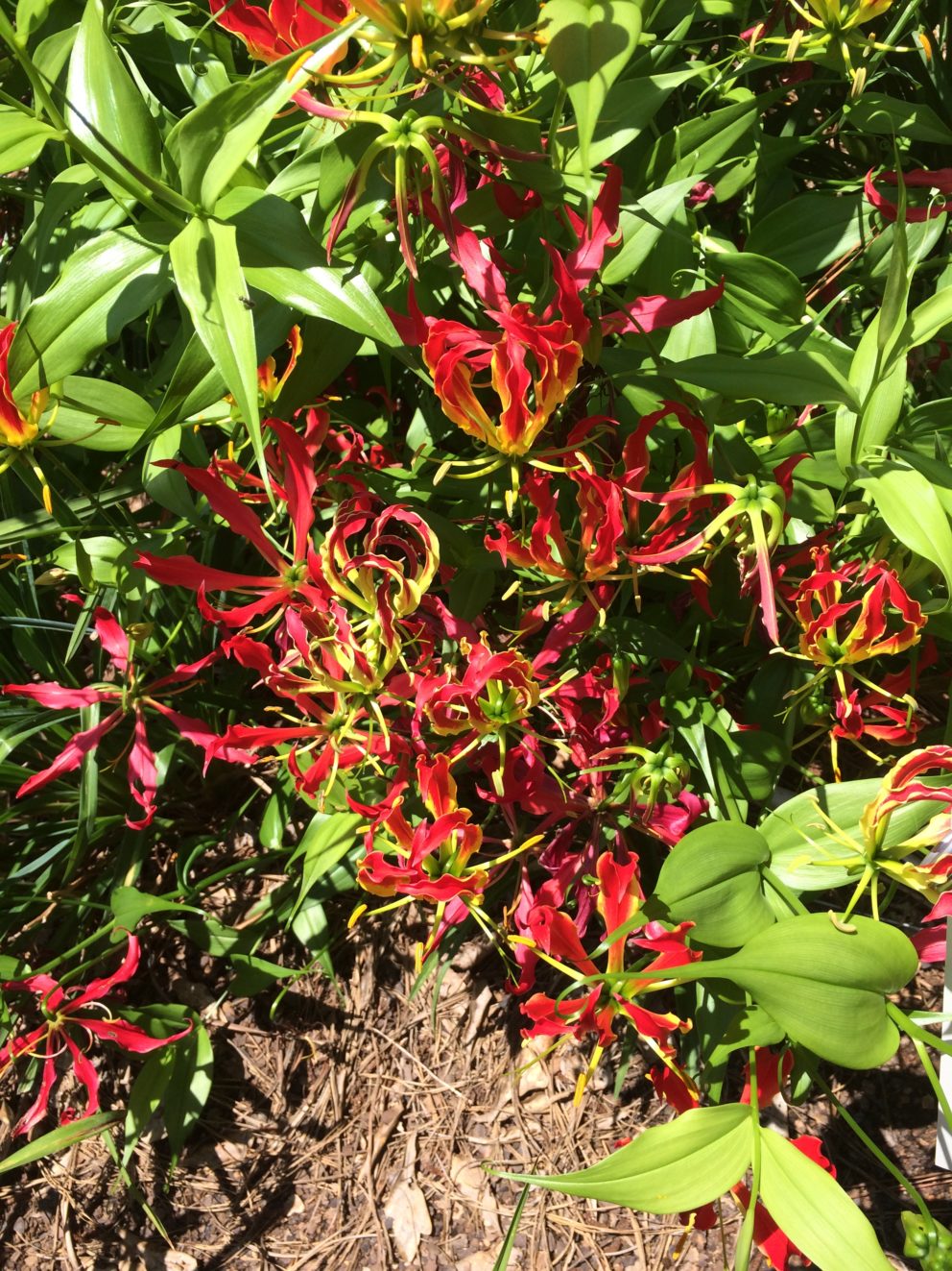 Companion plants at the Simonton Bridge Daylily Farm