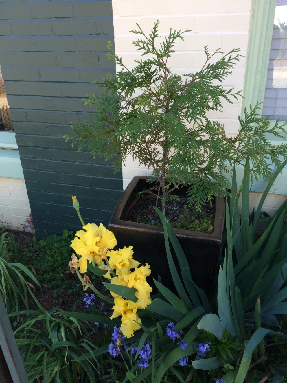 Companion plants at the Simonton Bridge Daylily Farm