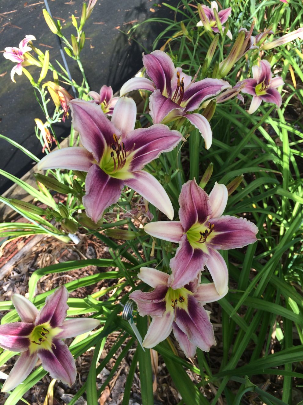 Simonton Bridge Daylily Farm