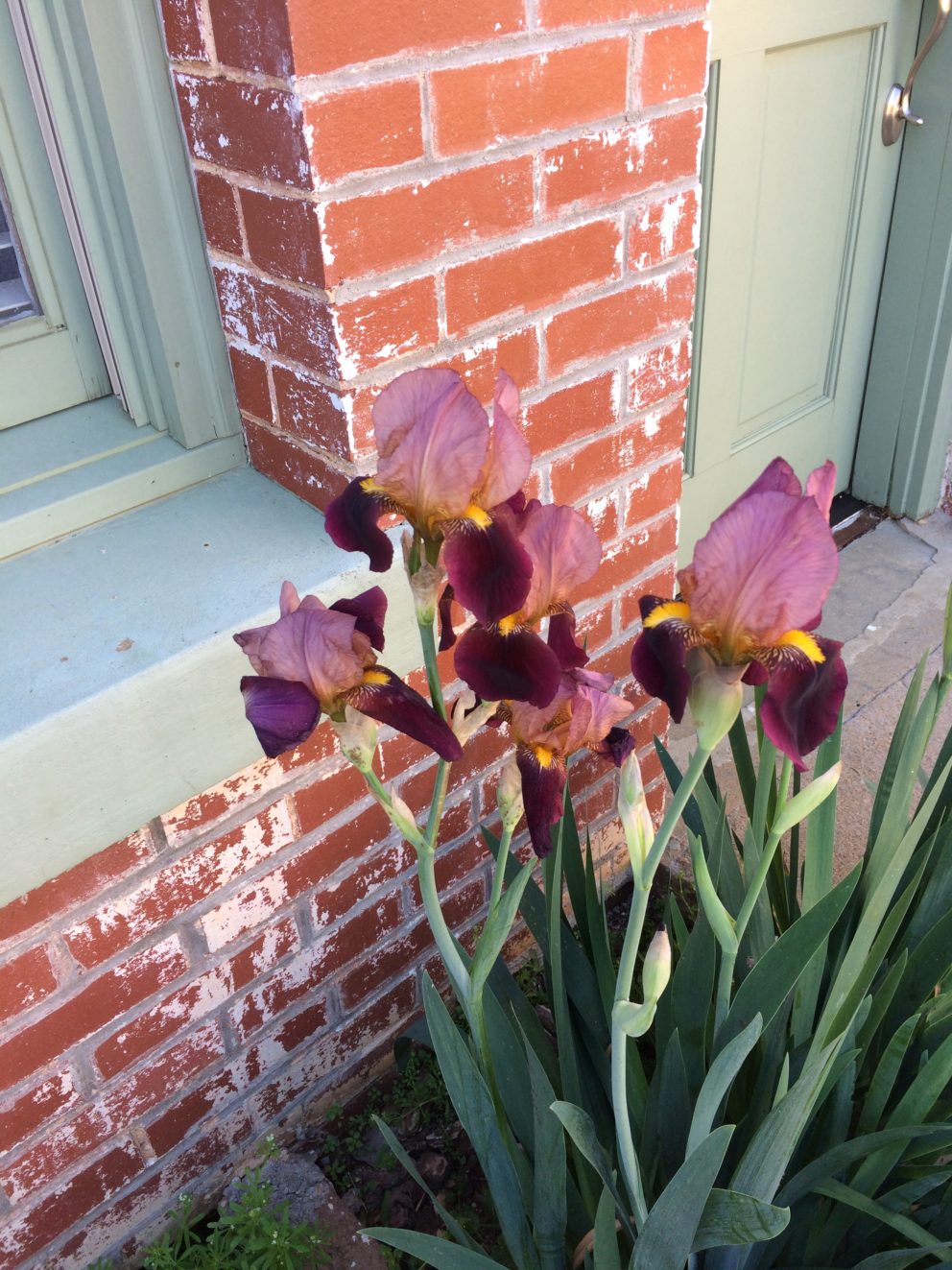 Companion plants at the Simonton Bridge Daylily Farm