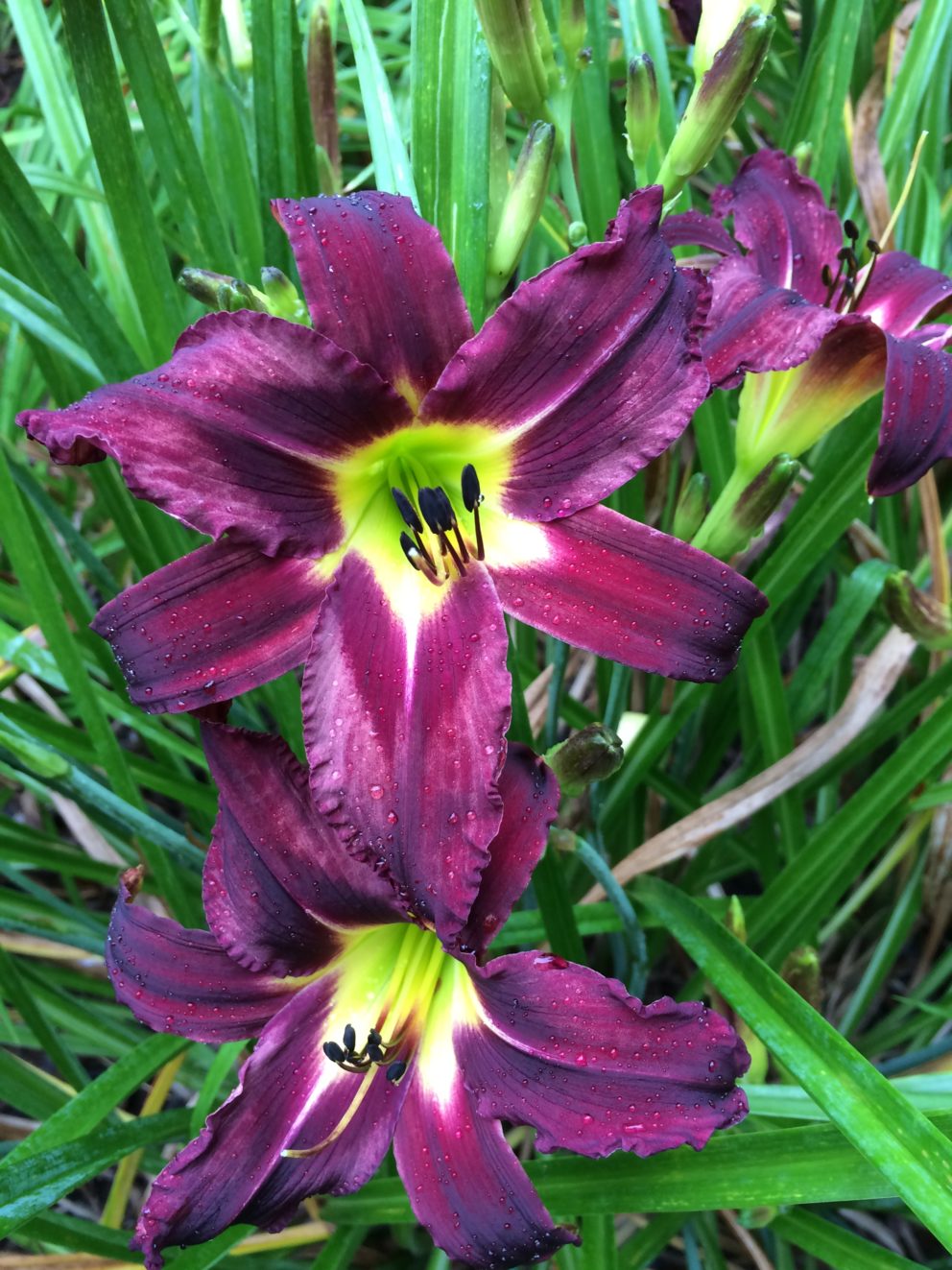 Simonton Bridge Daylily Farm