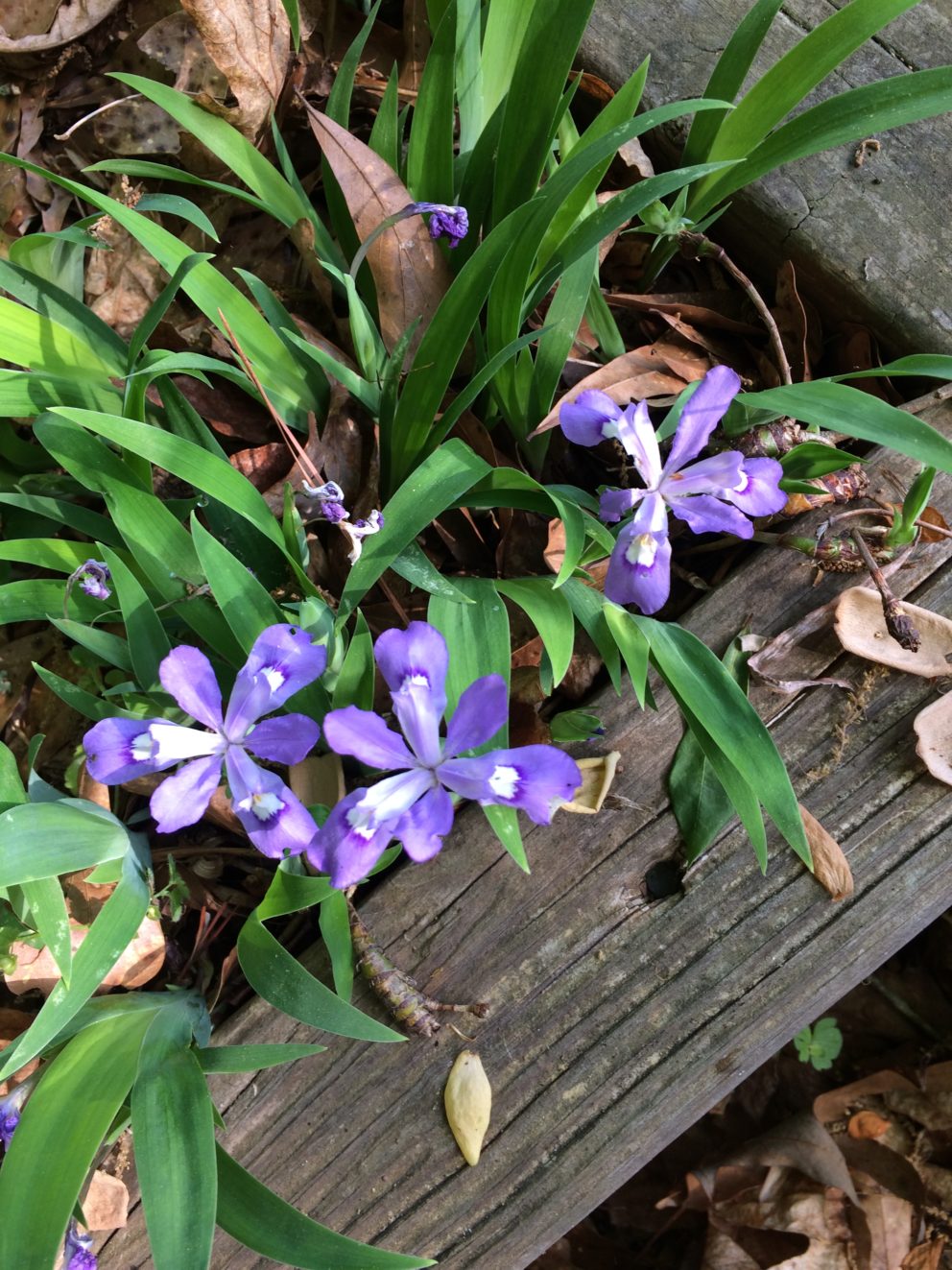 Companion plants at the Simonton Bridge Daylily Farm