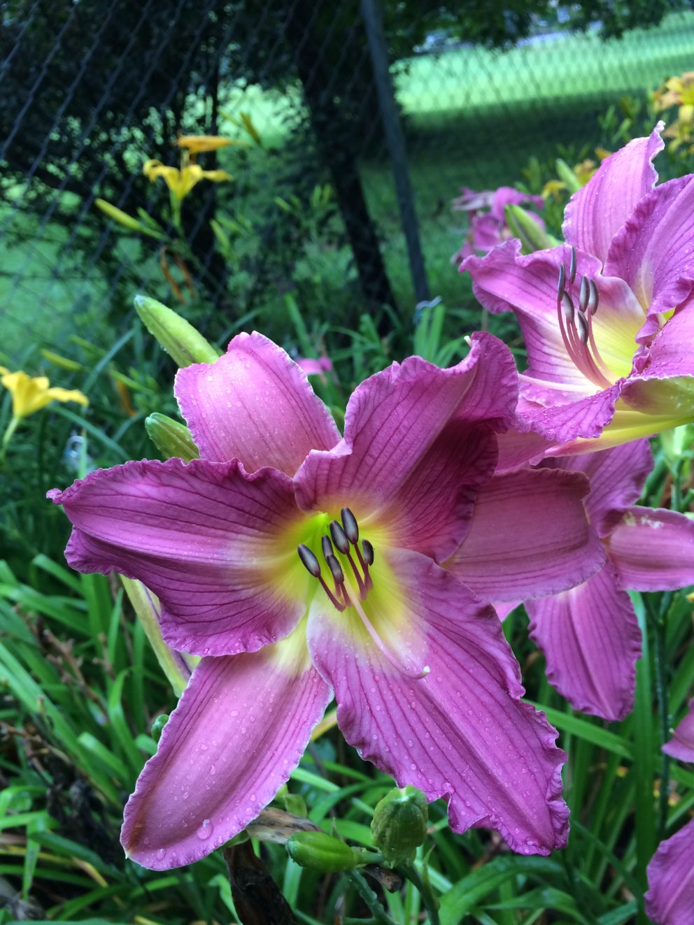 Simonton Bridge Daylily Farm