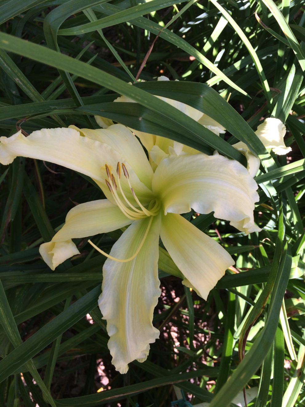 Simonton Bridge Daylily Farm